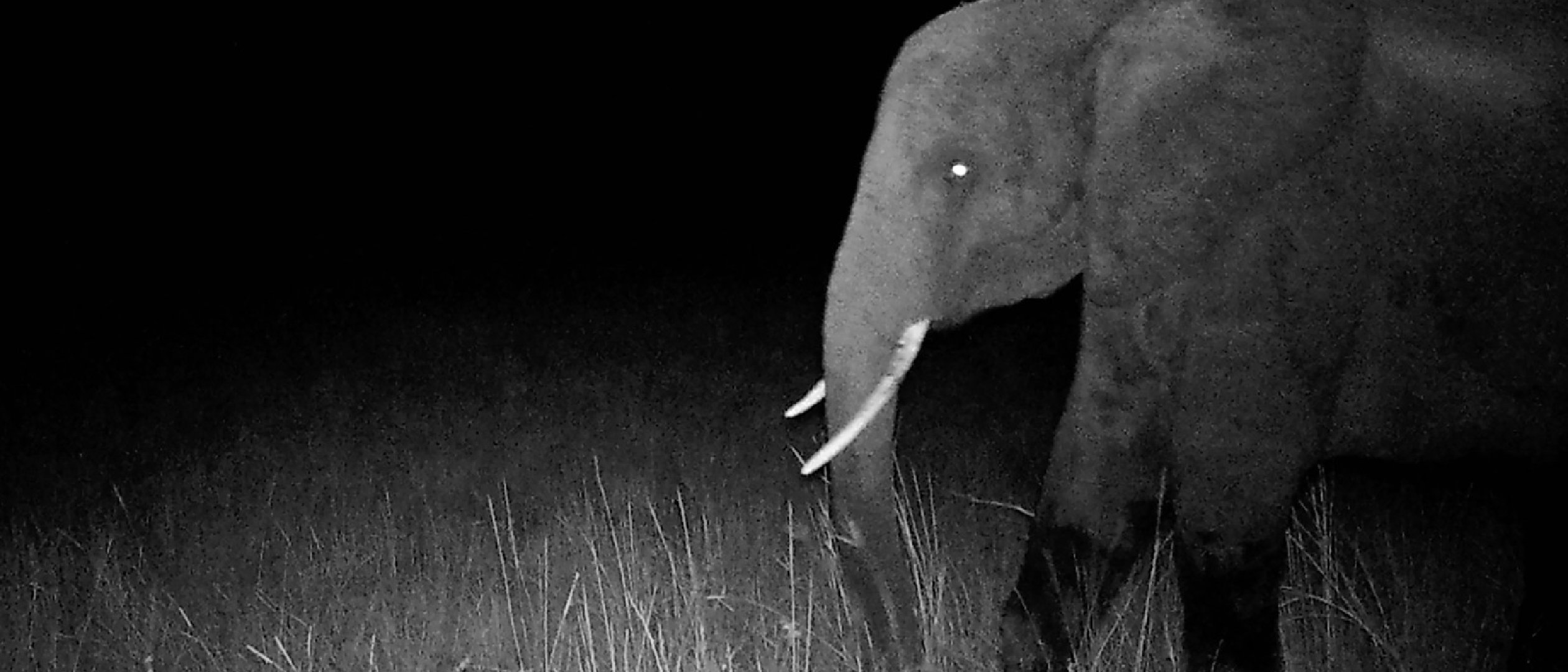 Ghost Elephants