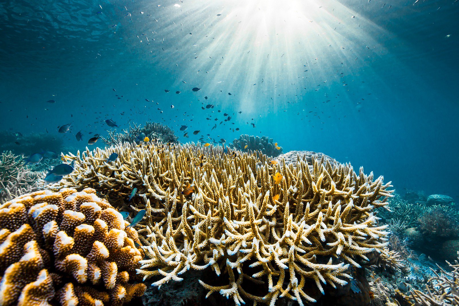 OCEAN _with David Attenborough_